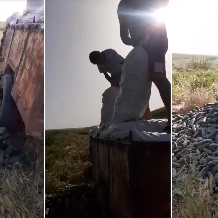 Agricultorii români aruncă sute de tone de castraveți pe câmp: „Vor să nu plece tineretul din țară“