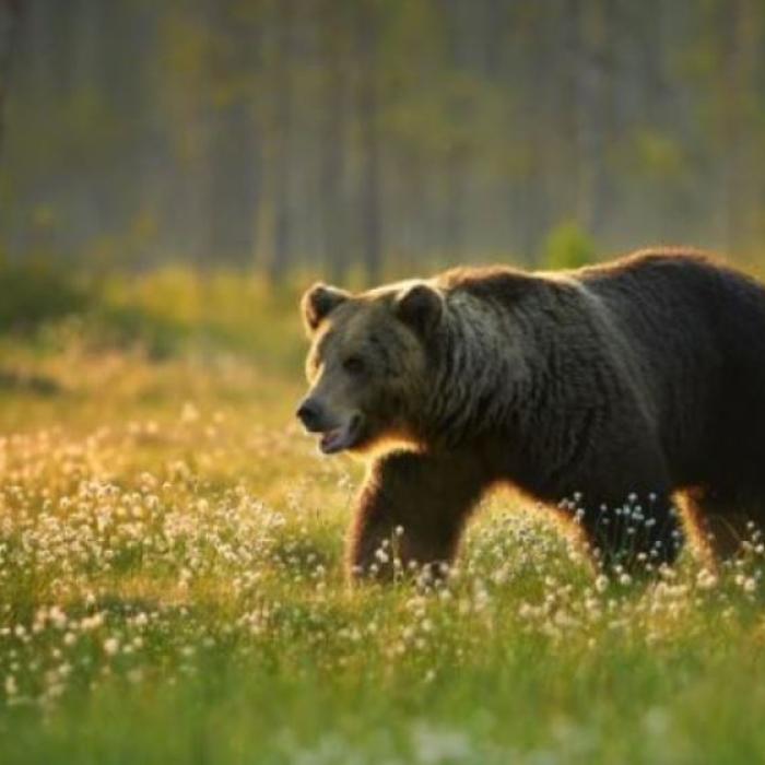 Călugăr, atacat de o ursoaică cu doi pui. Bărbatul culegea ciuperci pe Muntele Rarău 