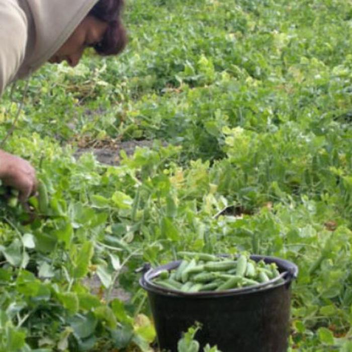 Marea Britanie și efectul Brexit. Legumele și fructele putrezesc pe câmp, pentru că nu are cine să le culeagă 