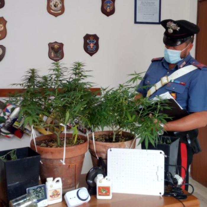 Italia. Un român, care cultivă cânepă indiană acasă, săltat de carabinieri 