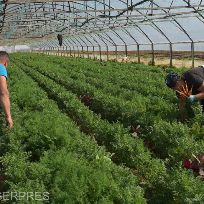 Italia. Muncitori români, exploatați pe câmpurile de lângă Bari: 25 de euro pentru 8 ore de muncă și cazare în grajduri