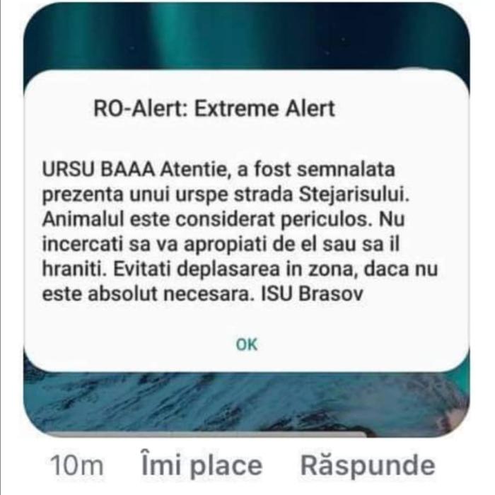 RO-Alert o dă în veselie:„ Ursul, băăă!”. Ce mesaj au primit brașovenii