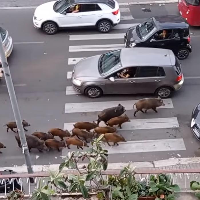 Roma, invadată de porci mistreți. Localnici sunt exasperați: "Mersul pe jos a devenit periculos" - VIDEO
