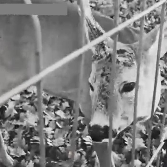 Incident șocant la o grădină zoologică din vestul țării. Un vizitator a rupt cornul unui căprior, ca suvenir