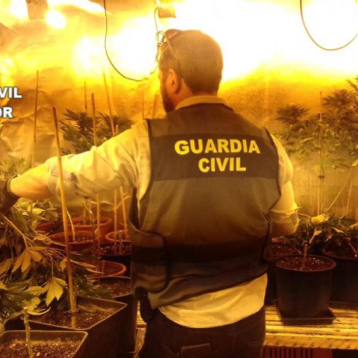 Spania. Români, prinși cu peste 1.100 de plante de marijuana în casă