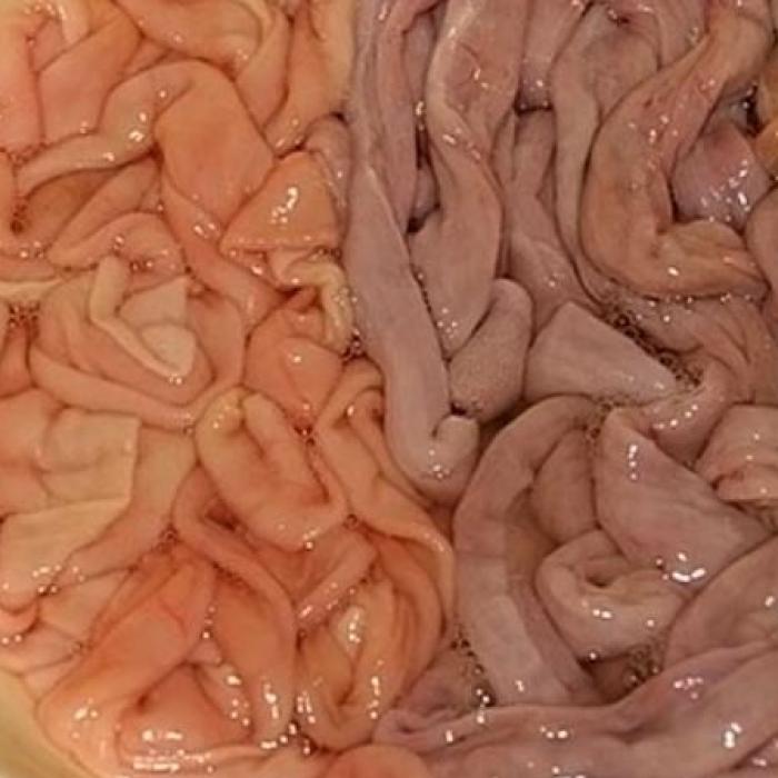 Zeci de tone de mațe de porc cu doză triplă de antibiotic urmau să ajungă în supermarketuri. Au fost oprite în Portul Constanța