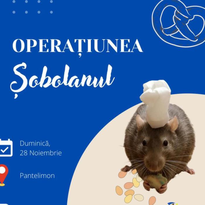 ANPC în "Operațiunea șobolanul": Patiserie din București închisă, după ce un șobolan a fost filmat printre rafturi - VIDEO