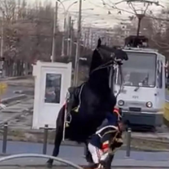 Jandarmul care a căzut de pe cal la parada de 1 Decembrie era beat