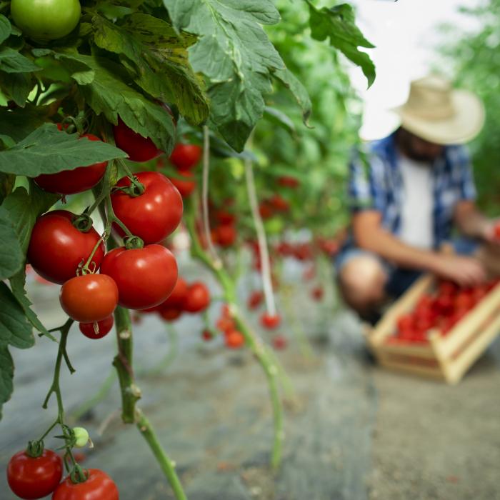 Belgia se teme că românii care vor veni să culeagă legume și fructe vor crește rata infectărilor. Mesajul transmis autorităților române