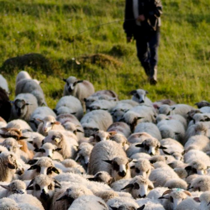 Italia. Român înjunghiat cu o foarfecă de oi în abdomen de un coleg. Pedeapsă exemplară pentru autor: „A fost legitimă apărare, vom face recurs!“