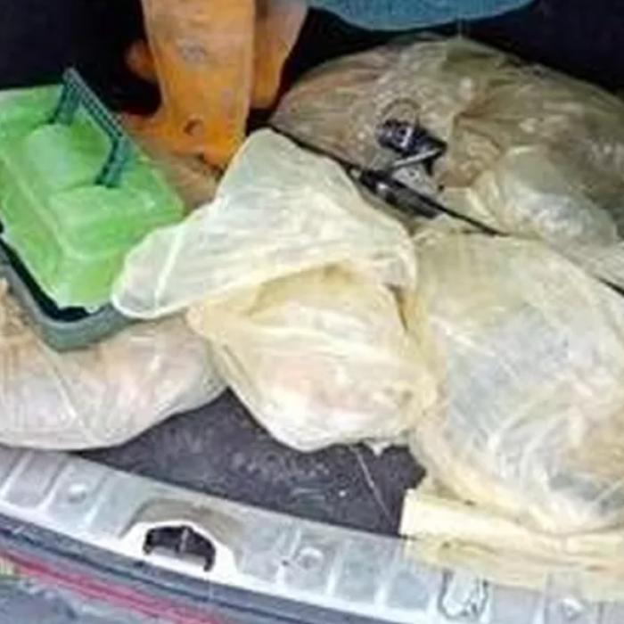 Italia. Doi români reținuți în Italia, după ce au pescuit ilegal crap regal. Aveau portbagajul plin de pește