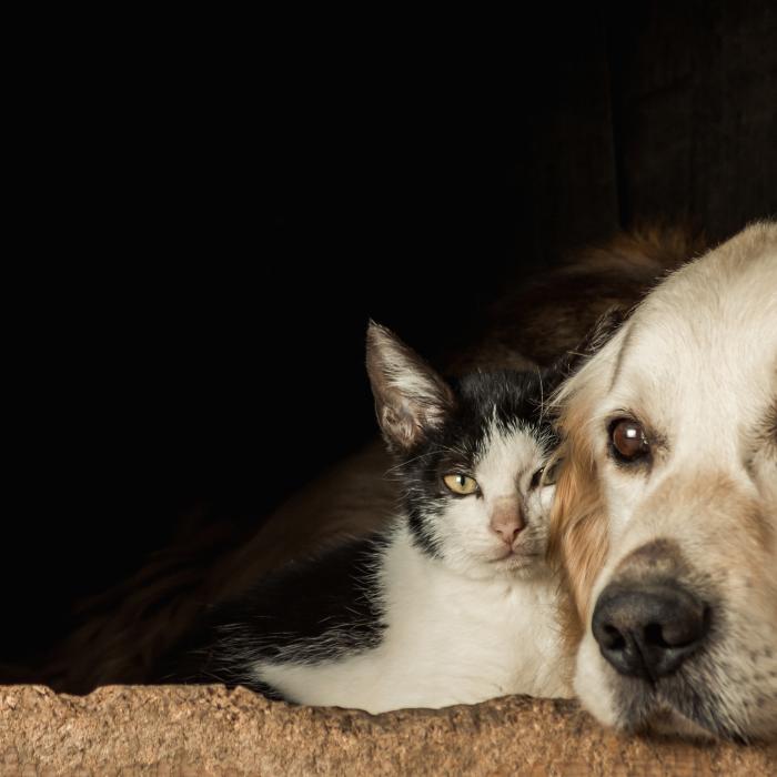 Spania. Noi drepturi pentru animalele de companie. Cine păstrează câinele sau pisica în cazul unui divorț al stăpânilor