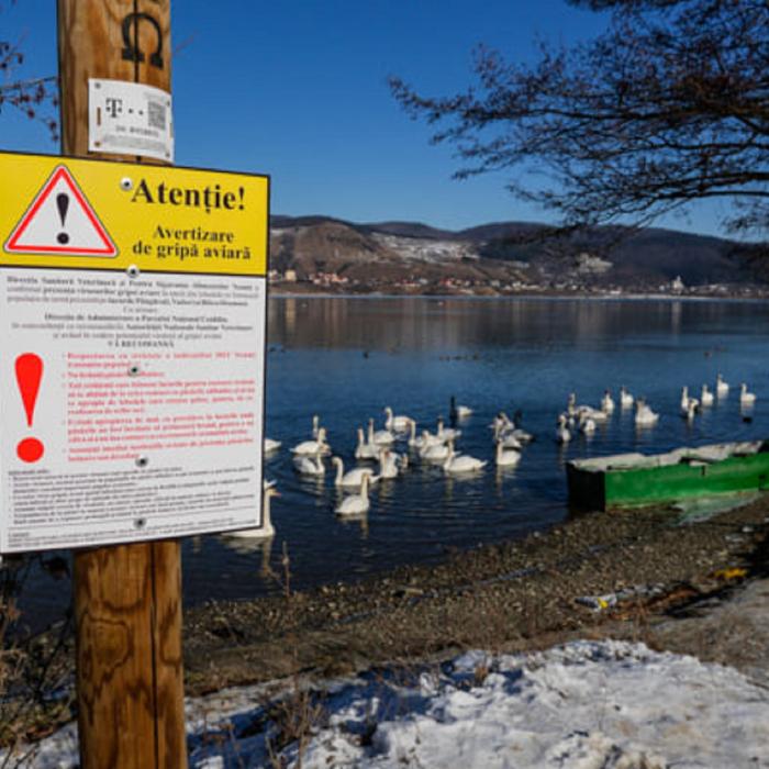 Gripa aviară a reapărut în România. Boala a fost confirmată