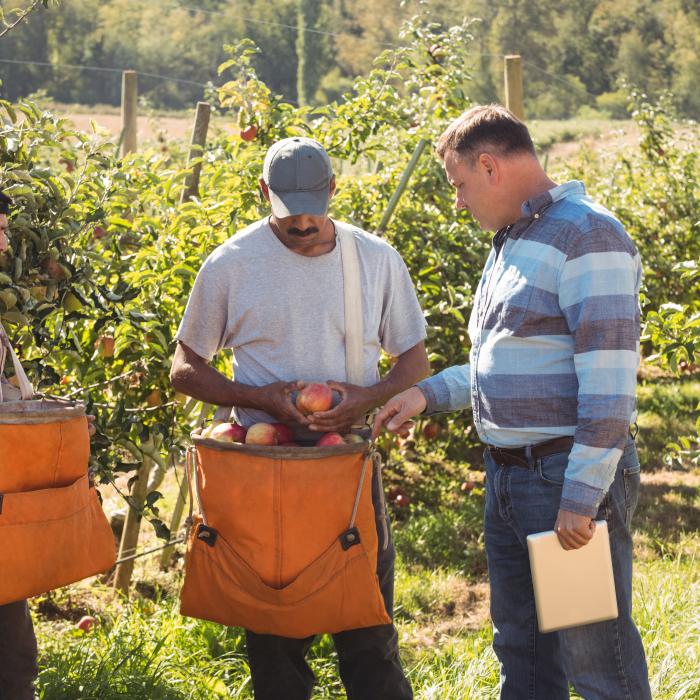 Românii nu mai sunt atrași să lucreze în agricultură, în Italia: „Viața s-a scumpit”