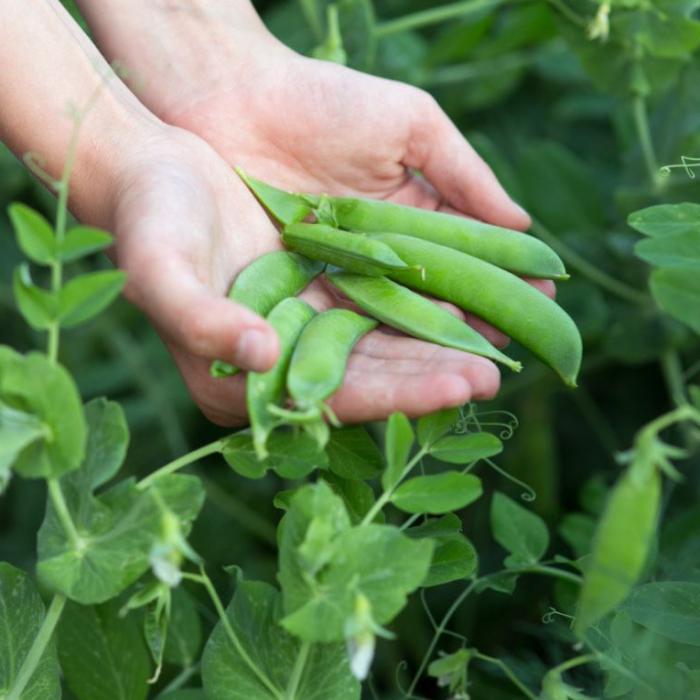 Românii au la dispoziție peste o sută de locuri de muncă în Danemarca și Portugalia, la cules de mazăre 