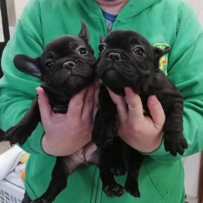 Ungaria. Contrabandist român prins, pentru a doua oară în același loc, cu mașina plină de cățeluși