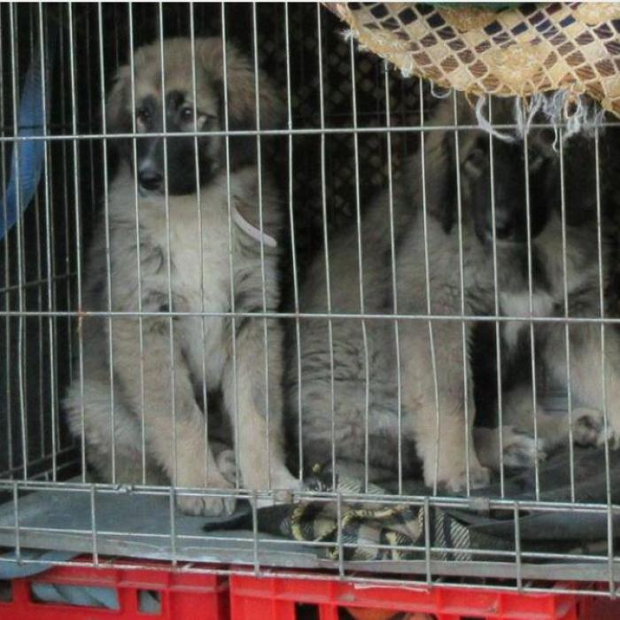 Germania. Amendă uriașă pentru un român, prins cu mai mulți pisoi și căței în mașină: Polițiștii au încremenit când l-au percheziționat