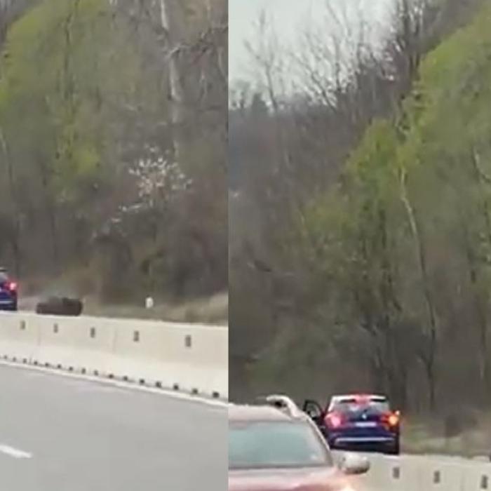 Un urs a fost lovit de două mașini, după ce a pătruns pe DN1. Șoferii, testați cu aparatul etilotest