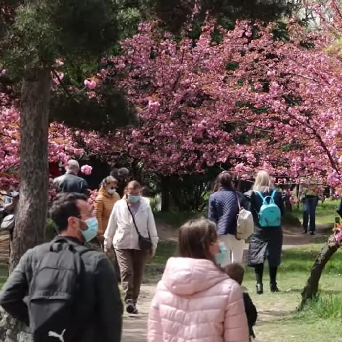București. Sărbătoarea primăverii în Grădină Japoneză din Parcul Regele Mihai I (Herăstrău)