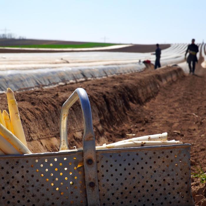 Olanda. Controale drastice la angajatorii sezonierilor români: „Practică muncă grea și periculoasă, mai des decât olandezii”