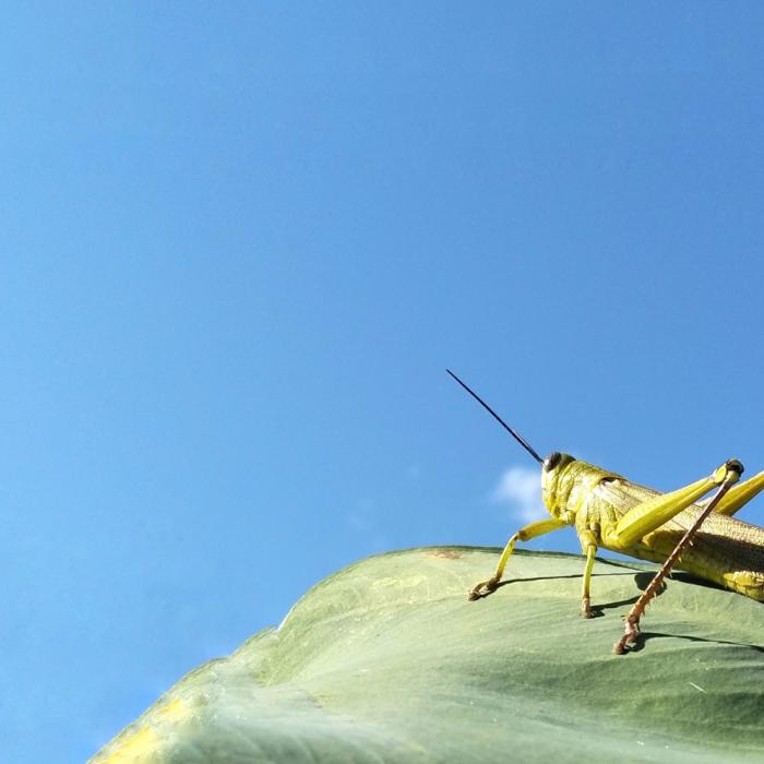 Invazie uriașă de lăcuste pe insula italiană Sardinia