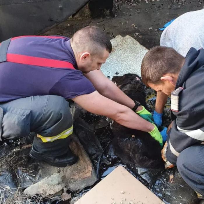 Căţeluşă blocată în smoală, salvată de pompierii din Argeș. Intervenția a durat peste 4 ore
