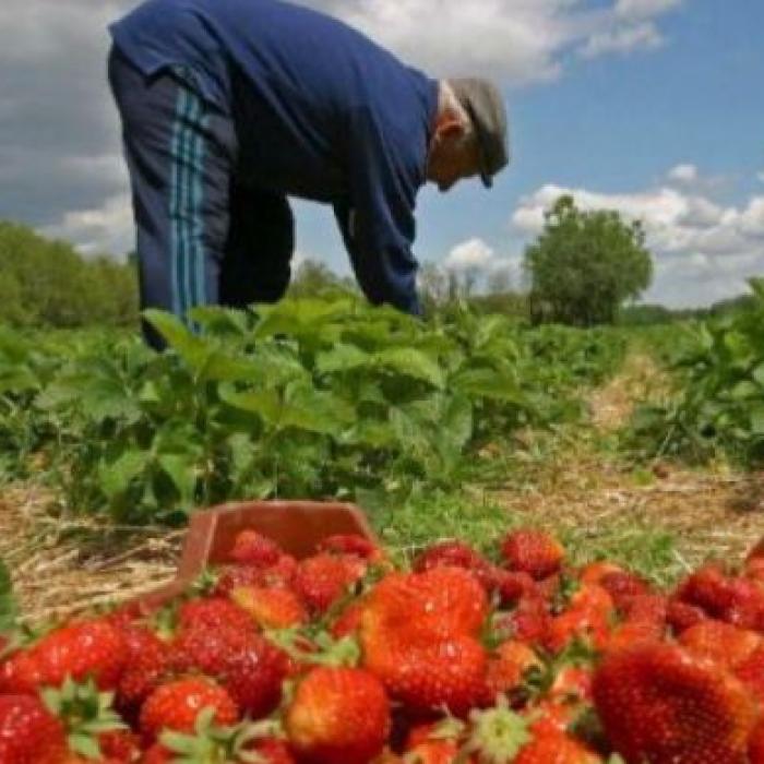 Disperare în Italia, agricultorii abandonează recoltele: Muncitorii români nu mai merg în ferme, fiindcă ar fi mai bine plătiți în țară