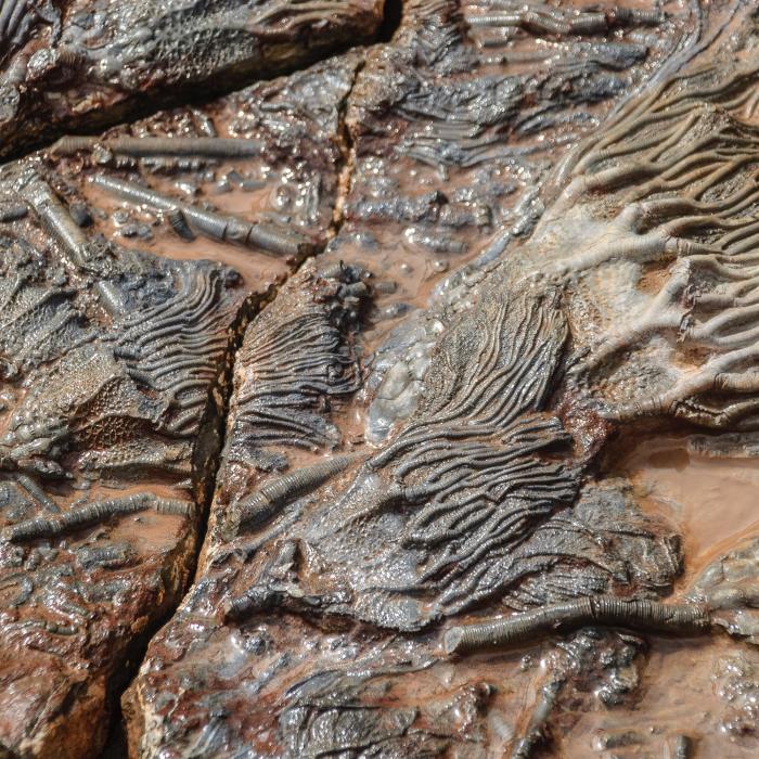 Descoperire paleontologică uimitoare: Au fost găsite rămășițele unei creaturi preistorice de mărimea unui autobuz