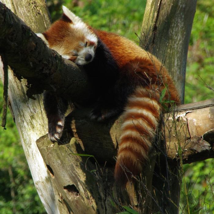 Grădina zoologică din Chester îngheață criogenic la -196°C celulele celor mai rare animale din lume pentru a salva sute de specii de la dispariție