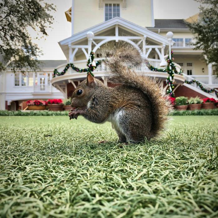 Moment amuzant în care o femeie îngrozită încearcă să scoată o veveriță din casa ei. Râzi cu lacrimi - VIDEO