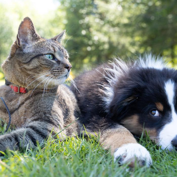 Horoscop special. Care este animalul de companie PERFECT pentru tine, în funcție de semnul tău zodiacal