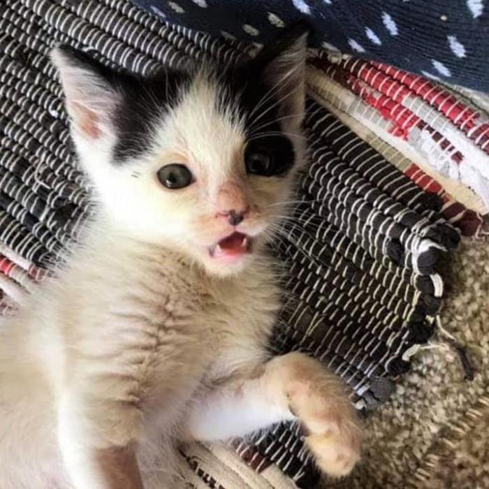 Covid transmis de la animal la om: O pisică a strănutat în fața veterinarului și l-a infectat