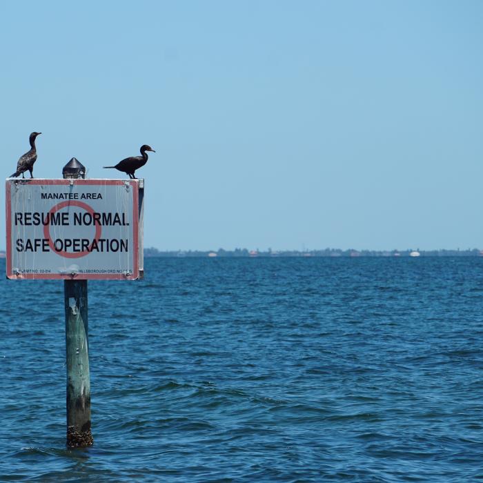 Pedalând spre visul american: Trei migranți interceptați în apele Floridei la bordul unei plute confecționate dintr-o mașină de jucărie cu pedale