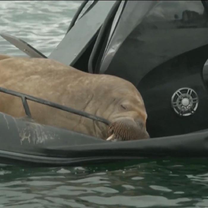 Freya, morsa de 600 kg, face senzație în Norvegia