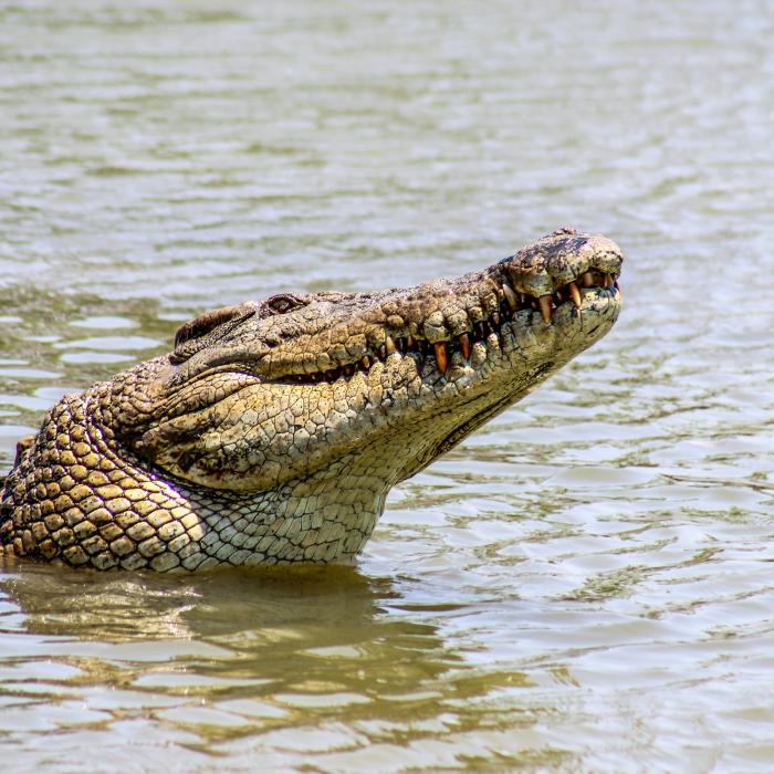 O înregistrare video șocantă arată cum turiștii din Australia ignoră avertismentele privind crocodilii de pe malul unui râu infestat