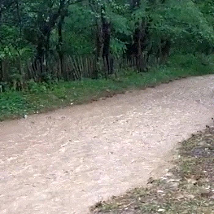 Pericol de inundații pe zeci de râuri din întreaga țară: un pod din staţiunea Azuga, distrus de viitură 