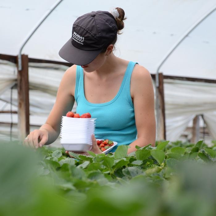 Olanda. Proteste de amploare ale fermierilor. 30% dintre ferme urmează să fie închise în urma noilor reglementări de mediu