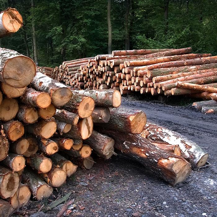 Pădurar, prins când tăia copacii pe care trebuia să-i protejeze 