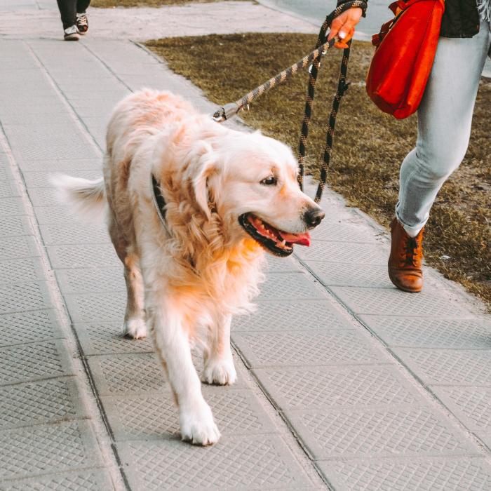 Cum protejăm animalele de companie de caniculă