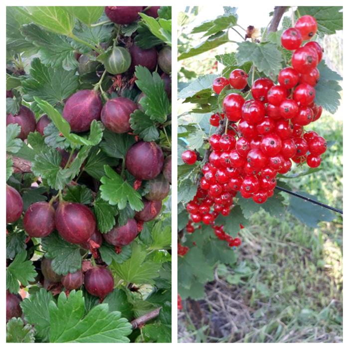 Cele mai sănătoase trei fructe pentru alimentație. Ele sunt fructele lunii august 