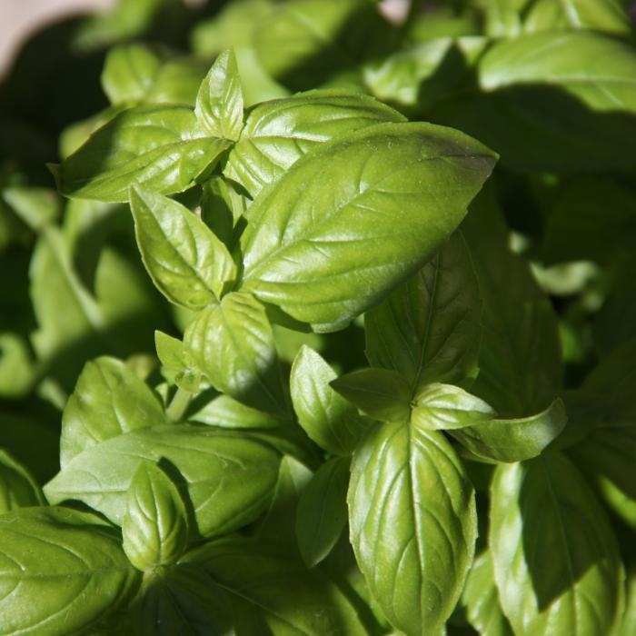 Iată câteva trucuri simple pentru a vă face propriul sos pesto perfect. Primul pas, cultivarea ingredientelor