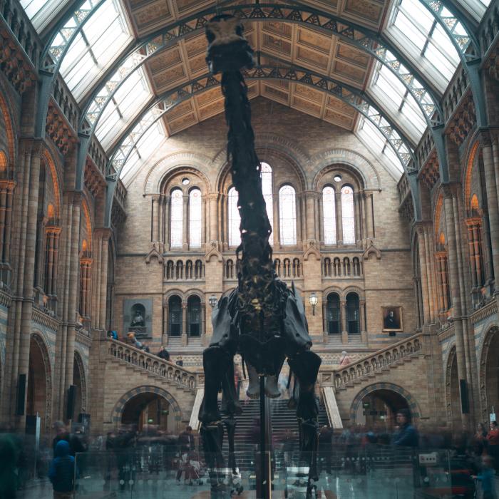 "Cel mai mare Sauropod din Europa" a fost descoperit în Portugalia. Scheletul fosilizat al dinozaurului a fost găsit în curtea unui om