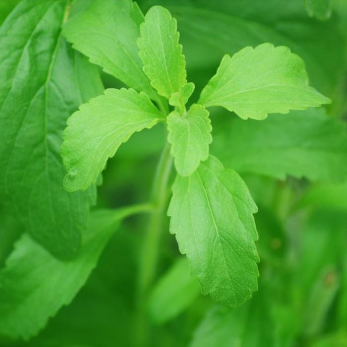 Aceste plante te ajută să scapi de dependența de zahăr: folosește-le și bucură-te de rezultate