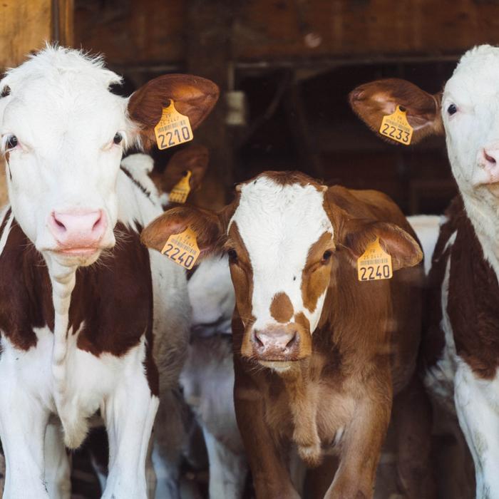Italia. Din ce în ce mai multe ferme și lanțuri alimentare riscă să se închidă: creșteri de 300%, invazie de produse din străinătate