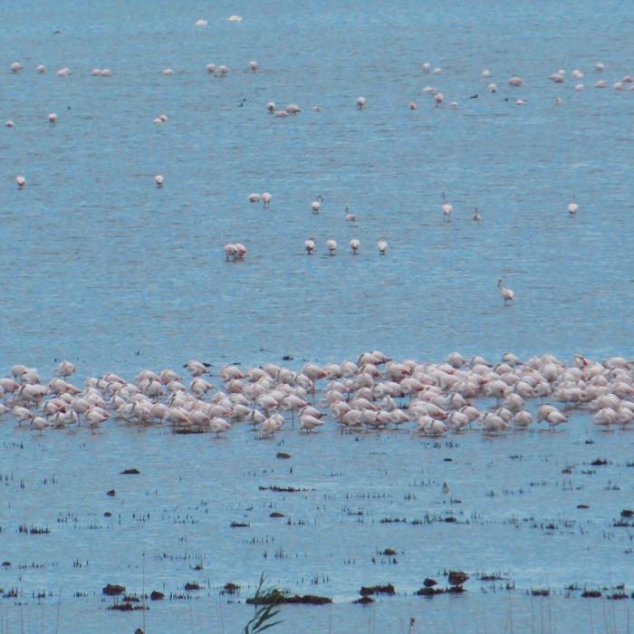 FOTO - Sute de păsări flamingo au aterizat în Delta Dunării. Înaripatele ar fi ajuns în România din cauza războiului din Ucraina