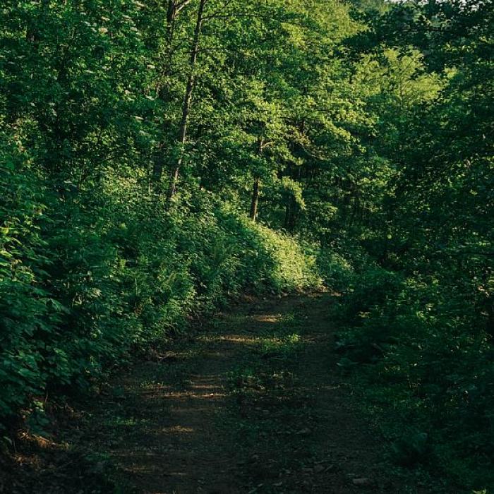 Adolescent român, plecat la cules de ciuperci, rătăcit în pădure