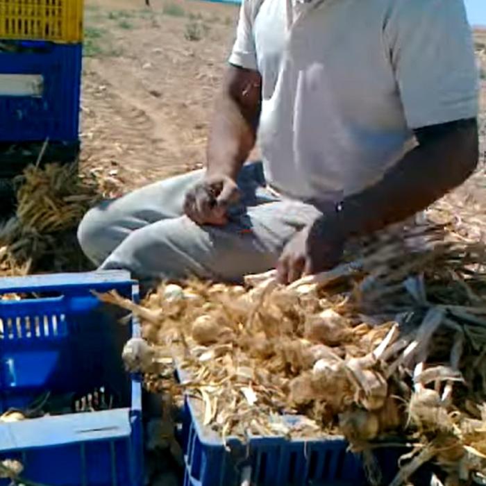 Spania. 18 muncitori români i-au reclamat pe angajatori, tată și fiu: Ce s-a întâmplat după ce i-au chemat la cules usturoiul 