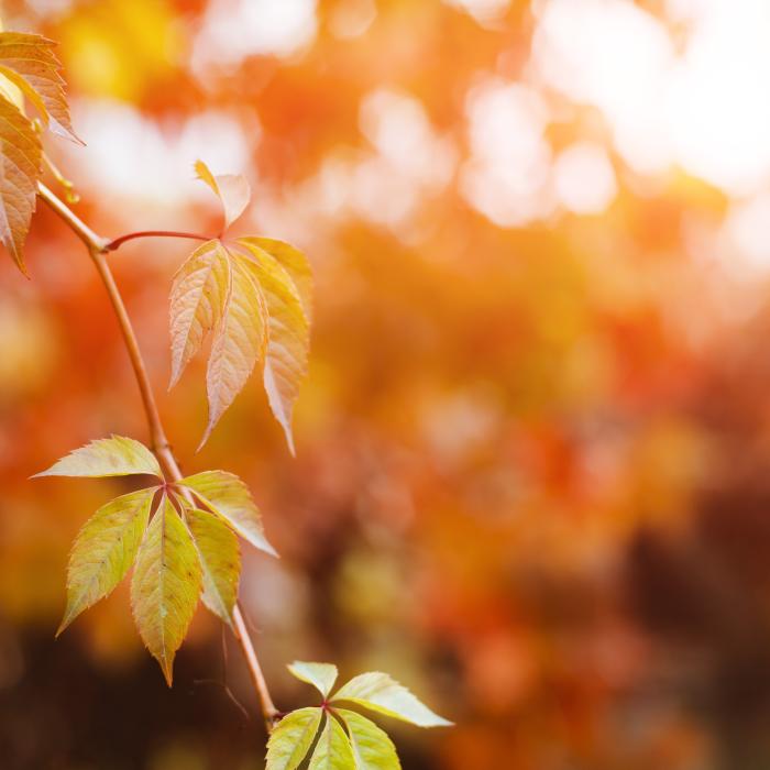 Temperaturi de peste 30°C, duminică, în sud-vestul Franţei. Experți: "Un fapt tot mai puţin excepţional"