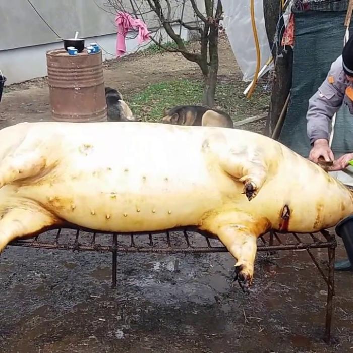 Tradițiile românești i-au adus numai probleme unui fermier austriac: Condamnat pentru că a sacrificat porci de Crăciun pentru mai mulți români 