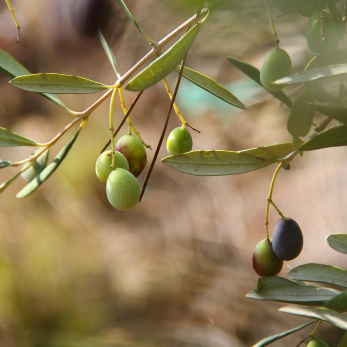 Agricultorii din Italia, la capătul puterilor. Uleiul de măsline va fi de de cinci ori mai scump. Coldiretti: Va ajunge la 10 euro/litru